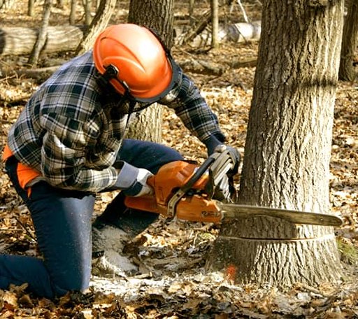 Tree Removal in Willington, CT